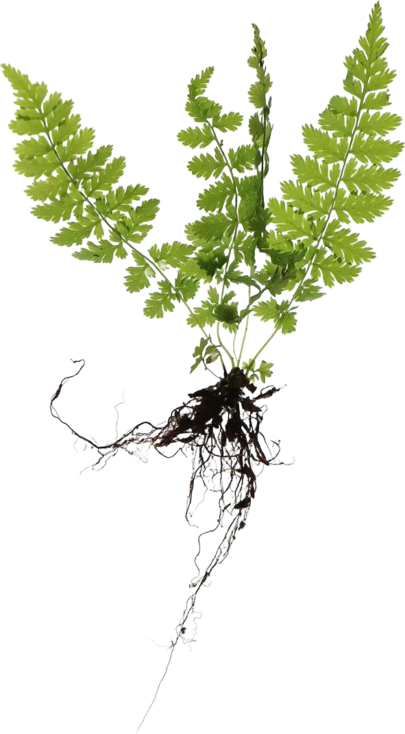 Fern with its roots