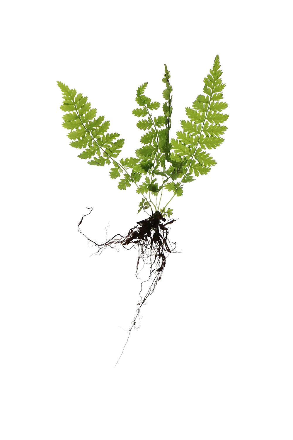 Fern with roots