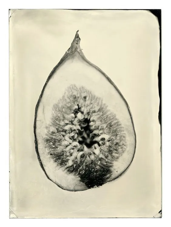 Fig cross-section, tintype print
