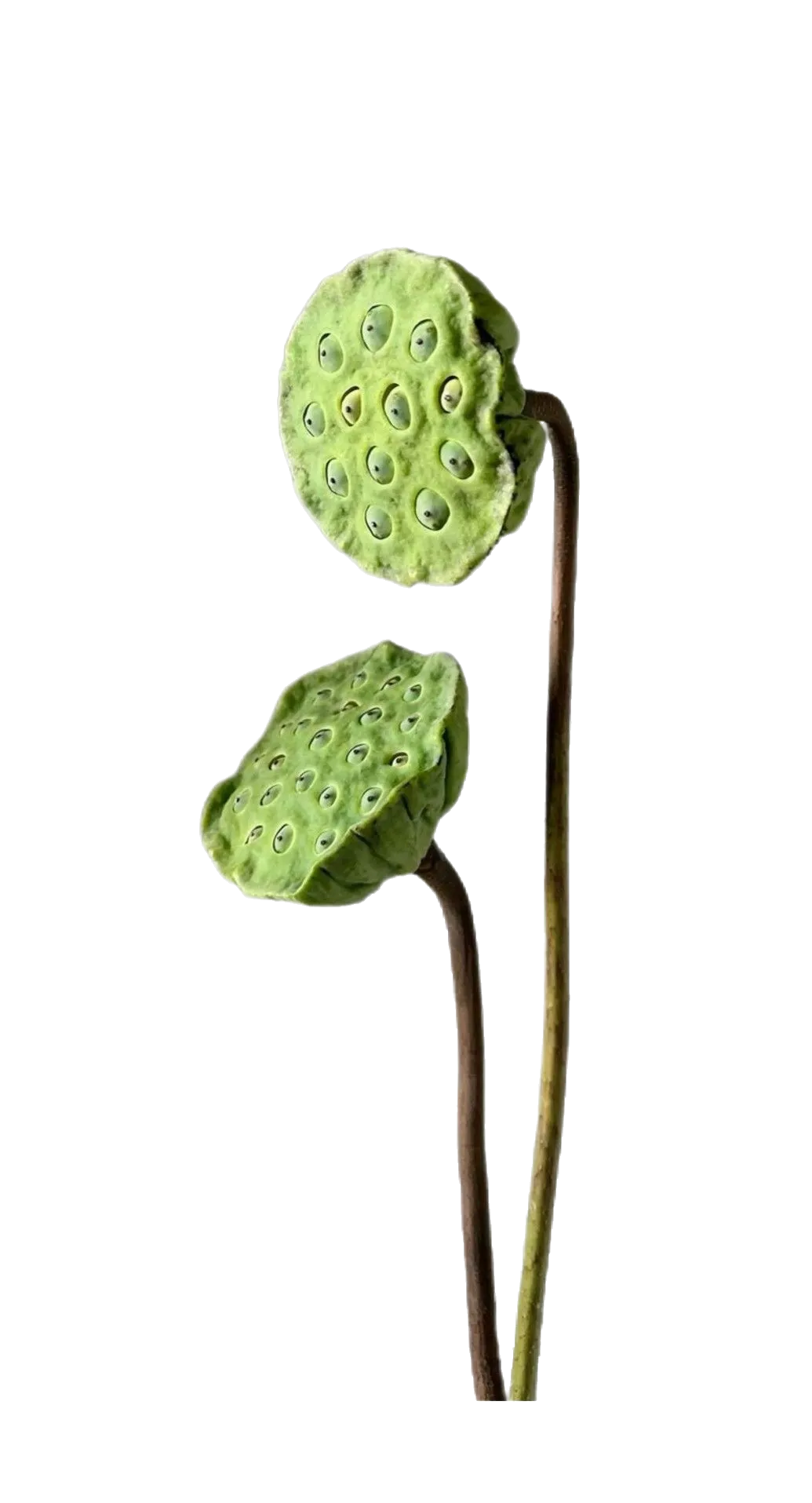 Lotus seed pods