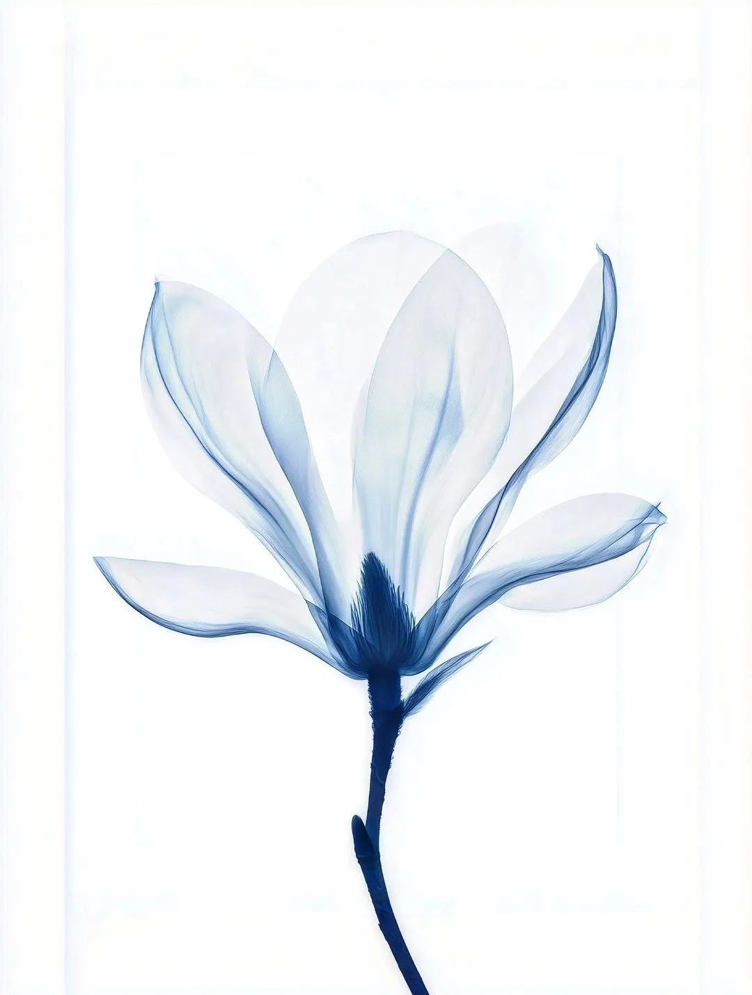 Magnolia, X-ray image