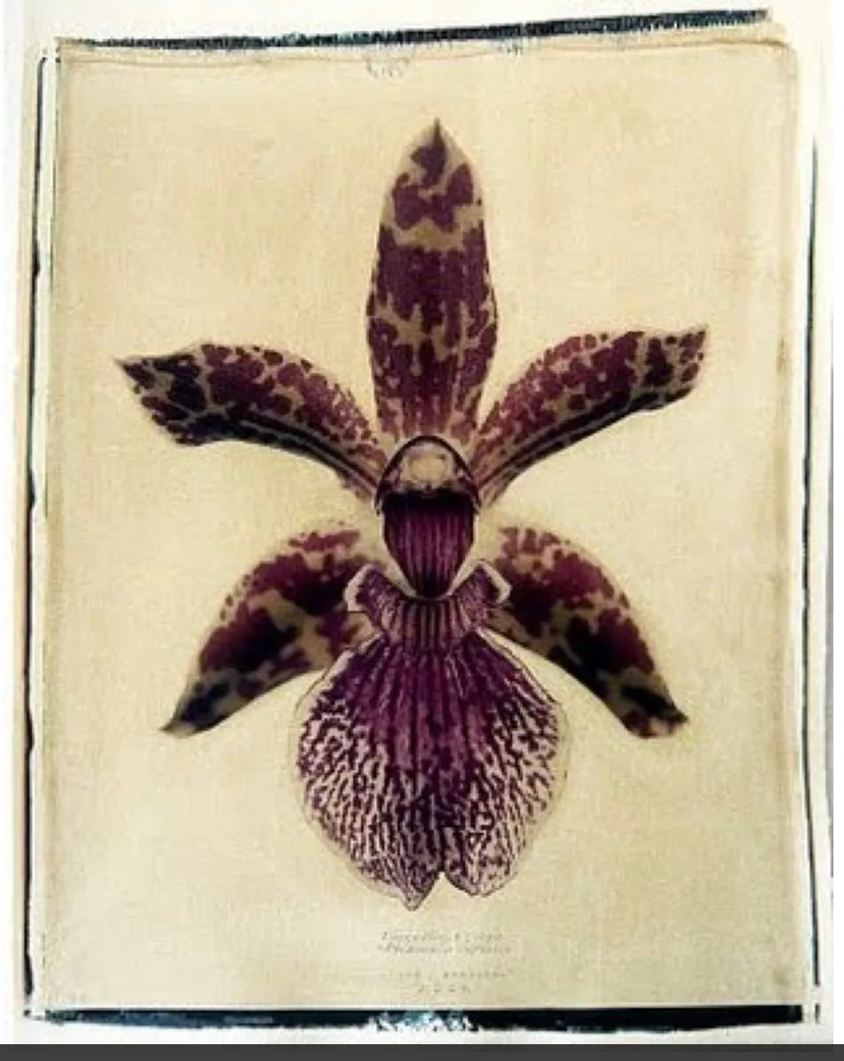 Orchid, vintage print