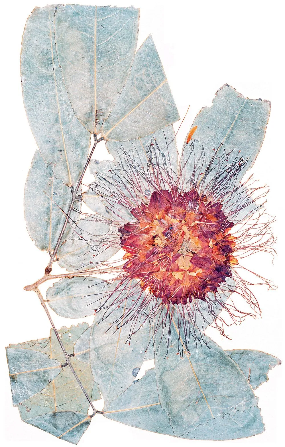 Pressed flower on pale blue leaves